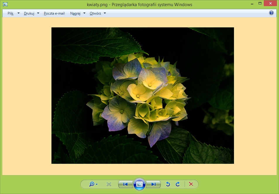 Przeglądarka fotografii Windows - pożółkłe tło i zdjęcia