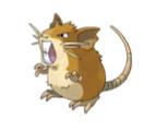 Raticate