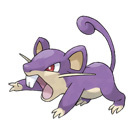 Rattata